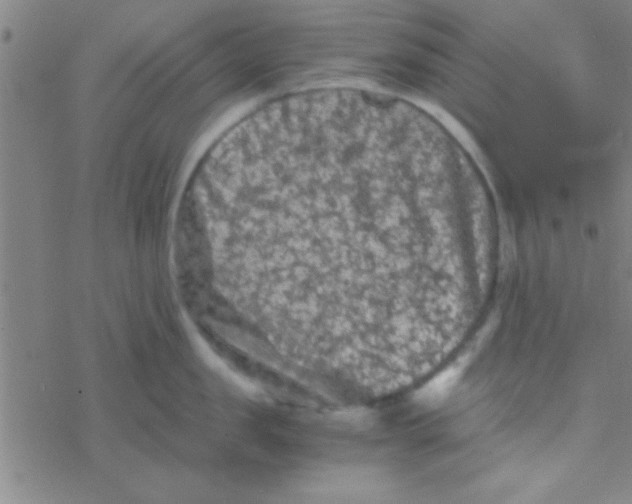 X0000076450957200610271821