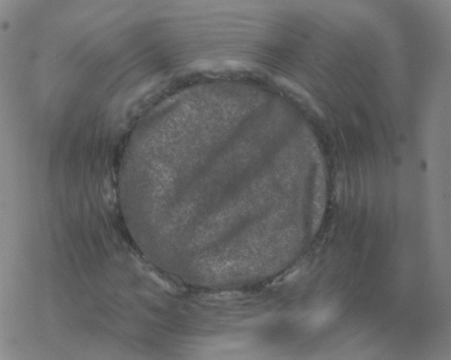 X0000076450966200610271820