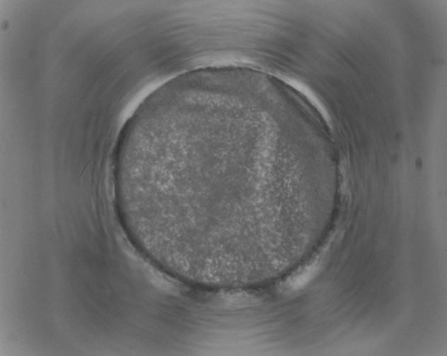 X0000076450983200610271819