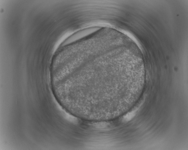 X0000076450999200610271819