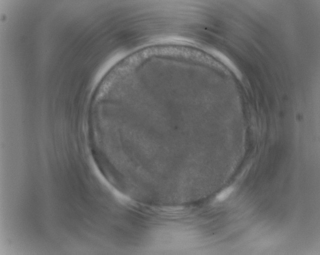 X0000076451007200610271819