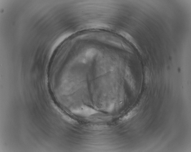 X0000076451024200610271818