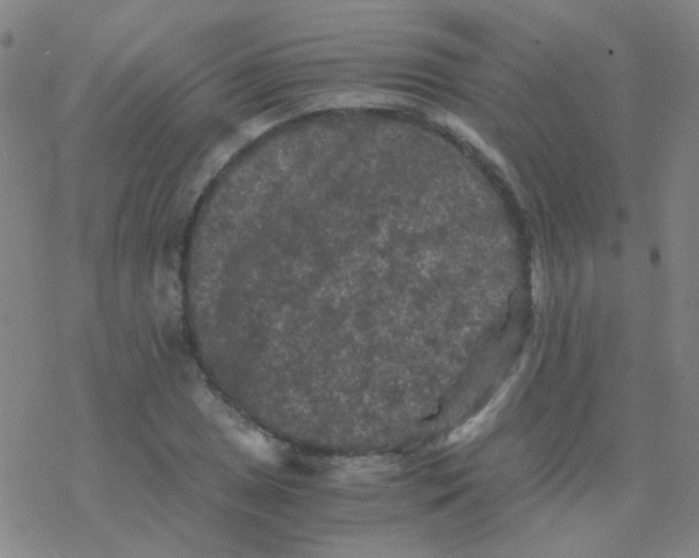 X0000076451025200610271818