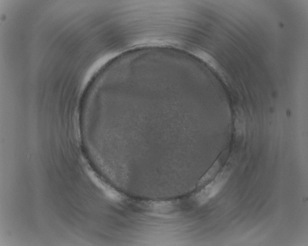 X0000076451030200610271819