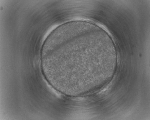 X0000076451048200610271819