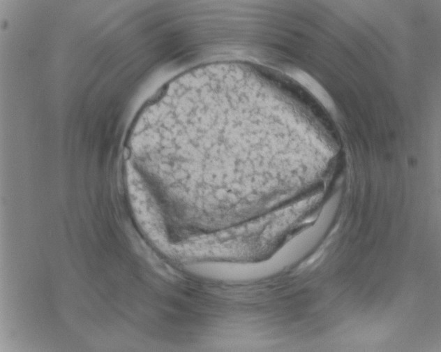 X0000076451052200610271819