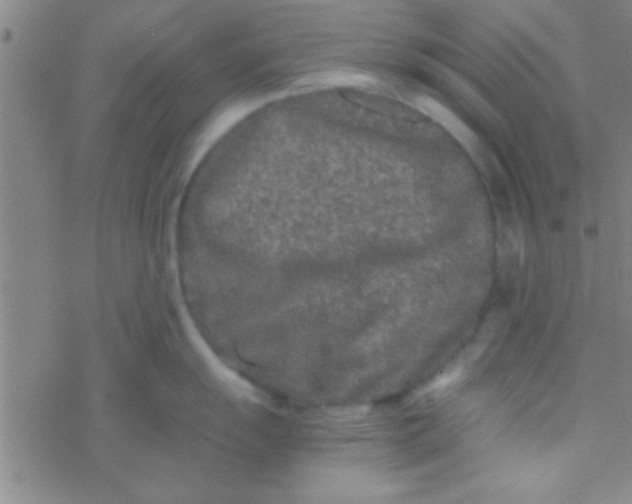 X0000076451055200610271819