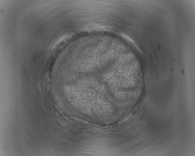 X0000076451063200610271818