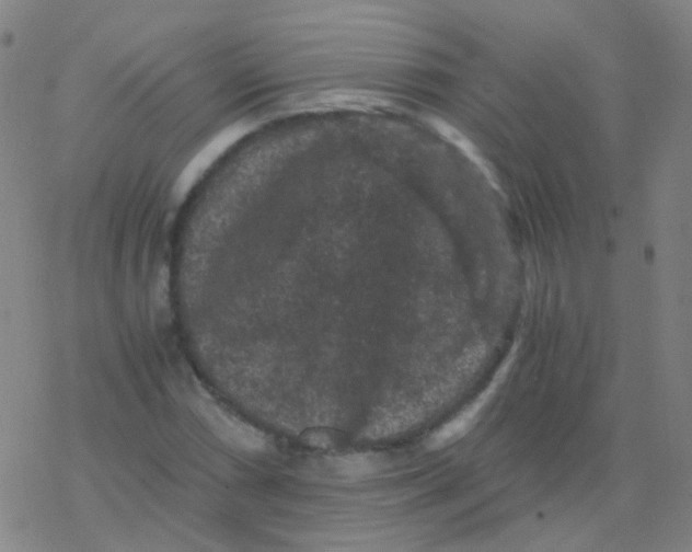 X0000076451066200610271818