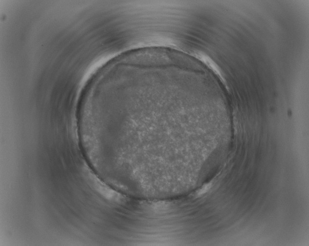 X0000076451072200610271818