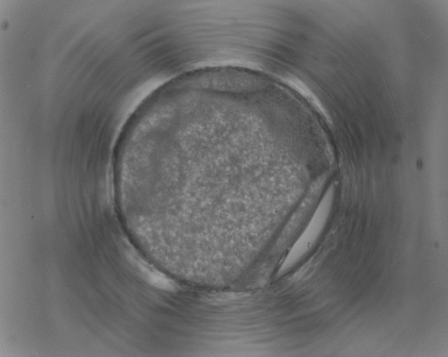 X0000076451076200610271818