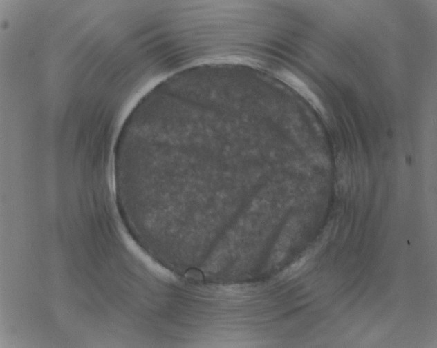 X0000076451084200610271818