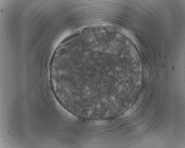 X0000076451095200610271818