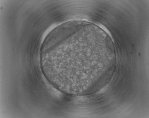 X0000076451096200610271818