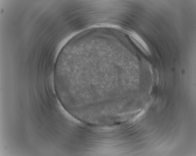 X0000076451100200610271818