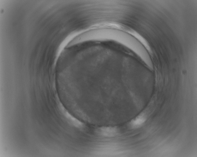 X0000076451102200610271817