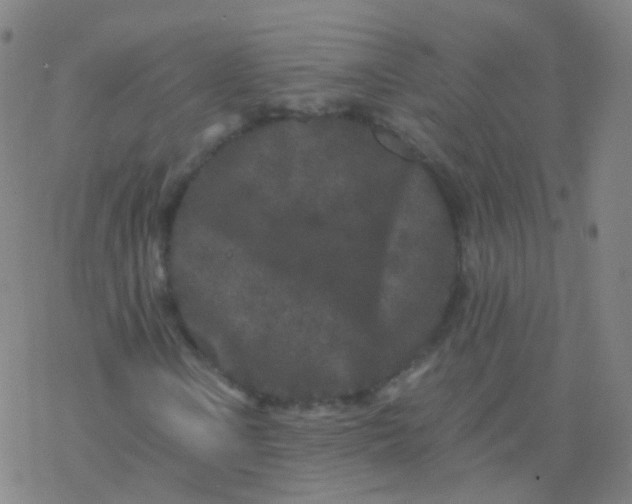 X0000076451106200610271817