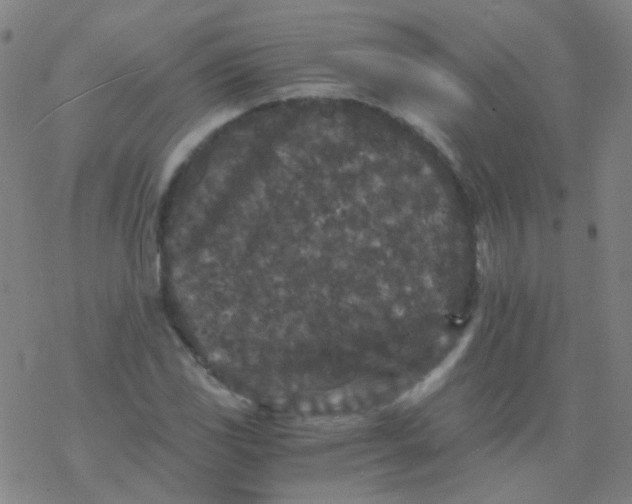 X0000076451117200610271817