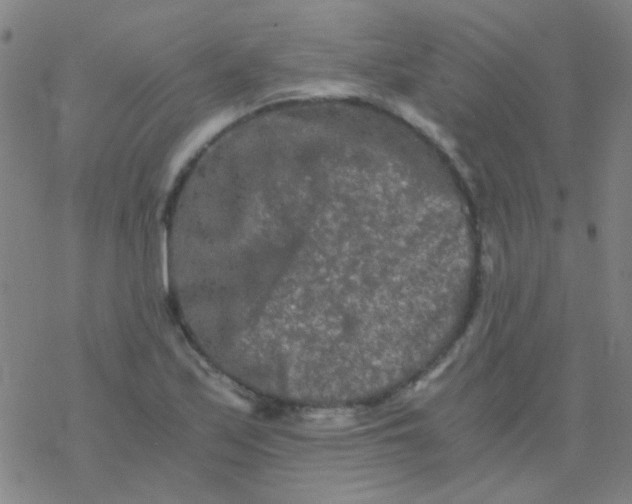 X0000076451171200610271816