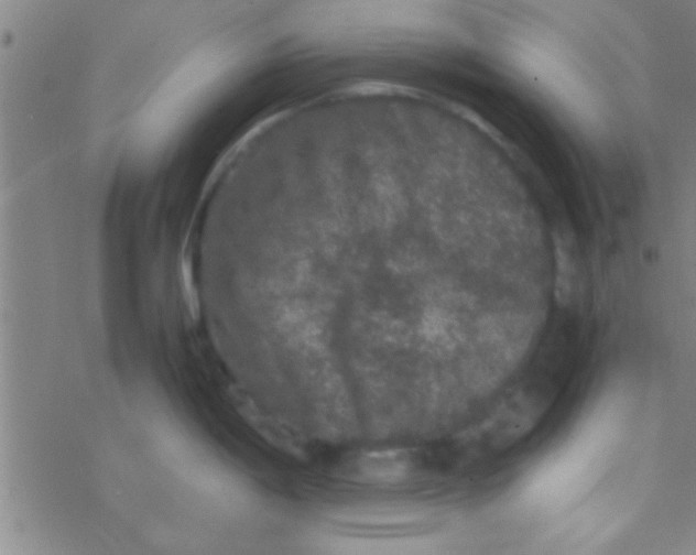 X0000076451198200610271816