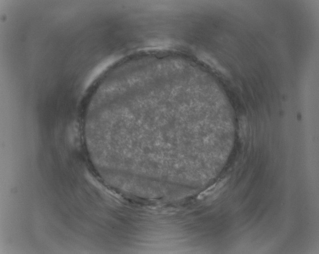 X0000076451208200610271815