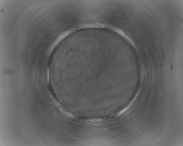 X0000076451221200610271815