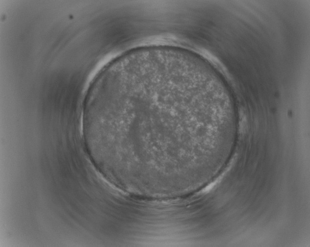 X0000076451224200610271815