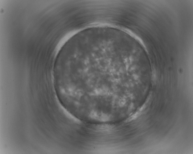 X0000076451239200610271816