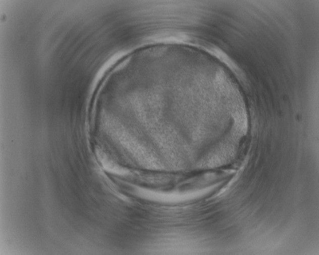 X0000076451240200610271816