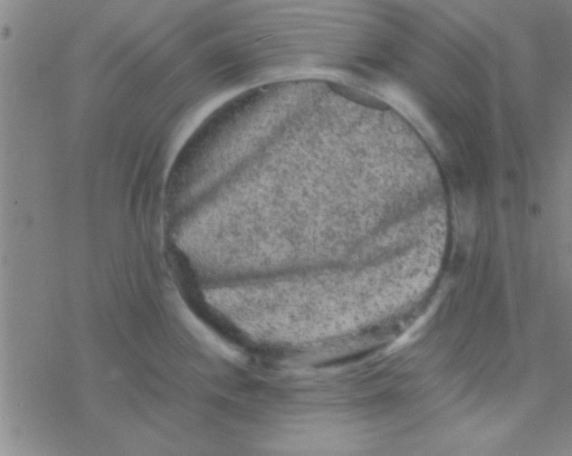 X0000076451244200610271816