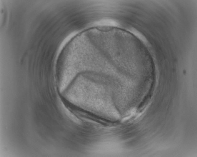 X0000076451248200610271816