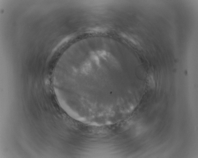 X0000076451254200610271815