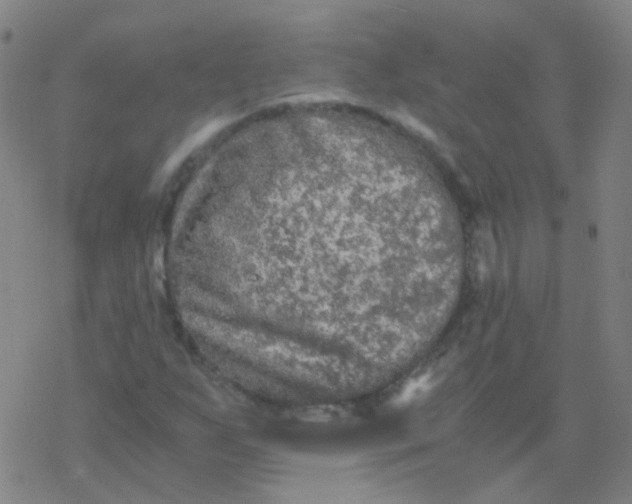 X0000076451255200610271815