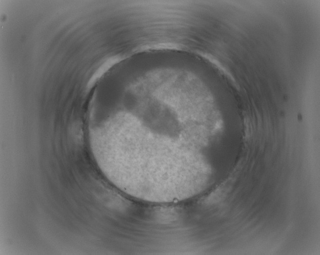 X0000076451266200610271815