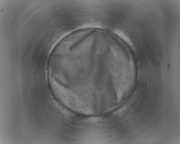 X0000076451268200610271815