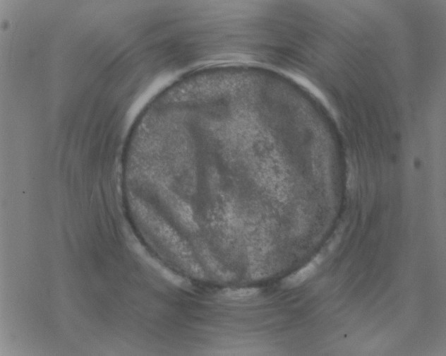 X0000076451325200610271814