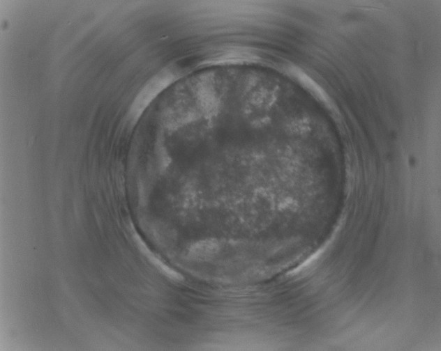 X0000076451329200610271814