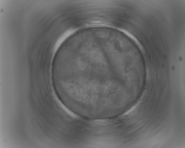 X0000076451333200610271814