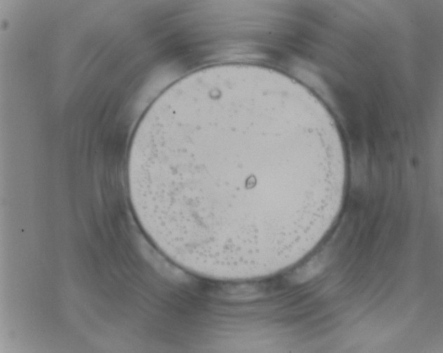 X0000076451338200610271814