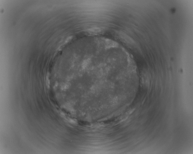 X0000076451346200610271814