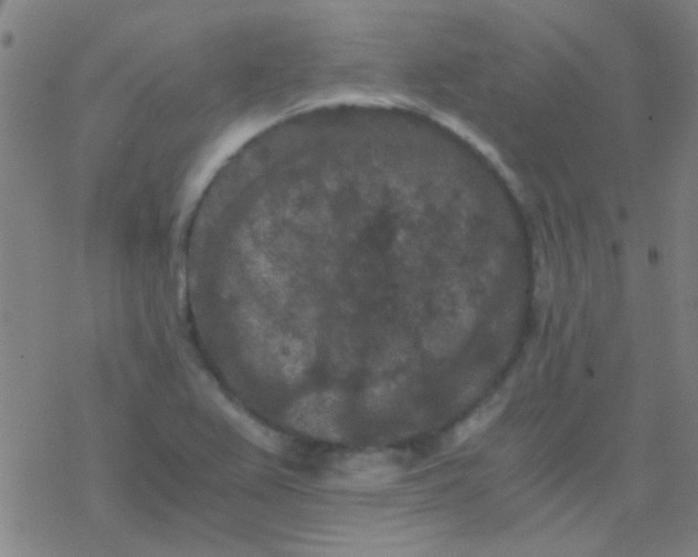 X0000076451367200610271813