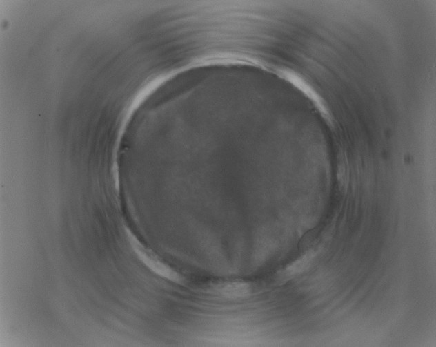 X0000076451372200610271813