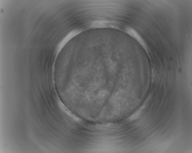 X0000076451386200610271813