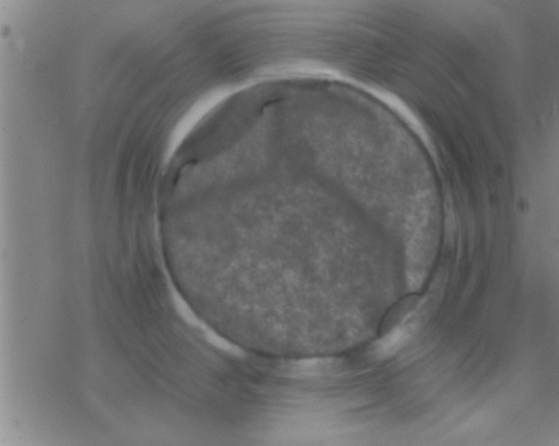 X0000076451390200610271813