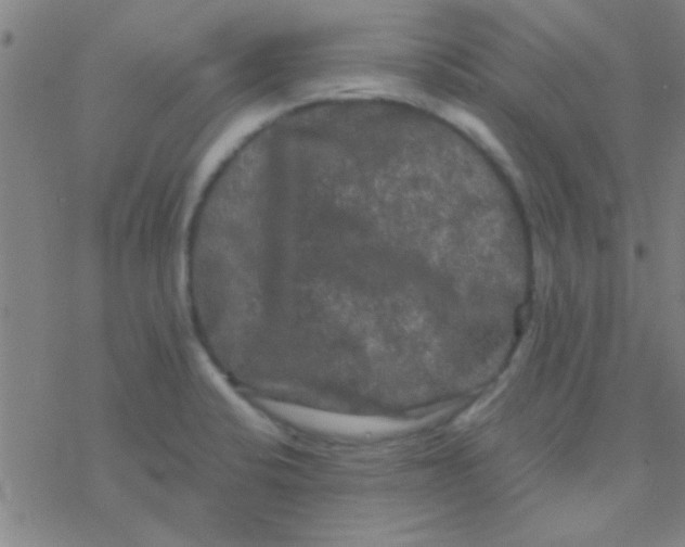 X0000076451424200610271812