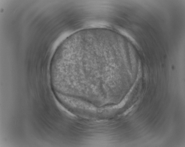 X0000076451471200610271811