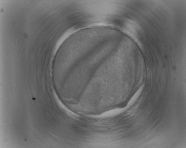 X0000076451483200610271811