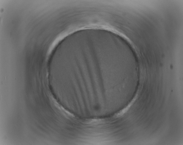 X0000076451506200610271811