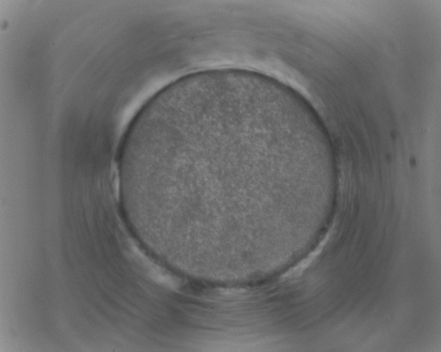 X0000076451509200610271811