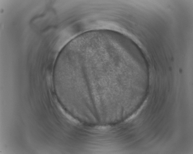 X0000076451513200610271811